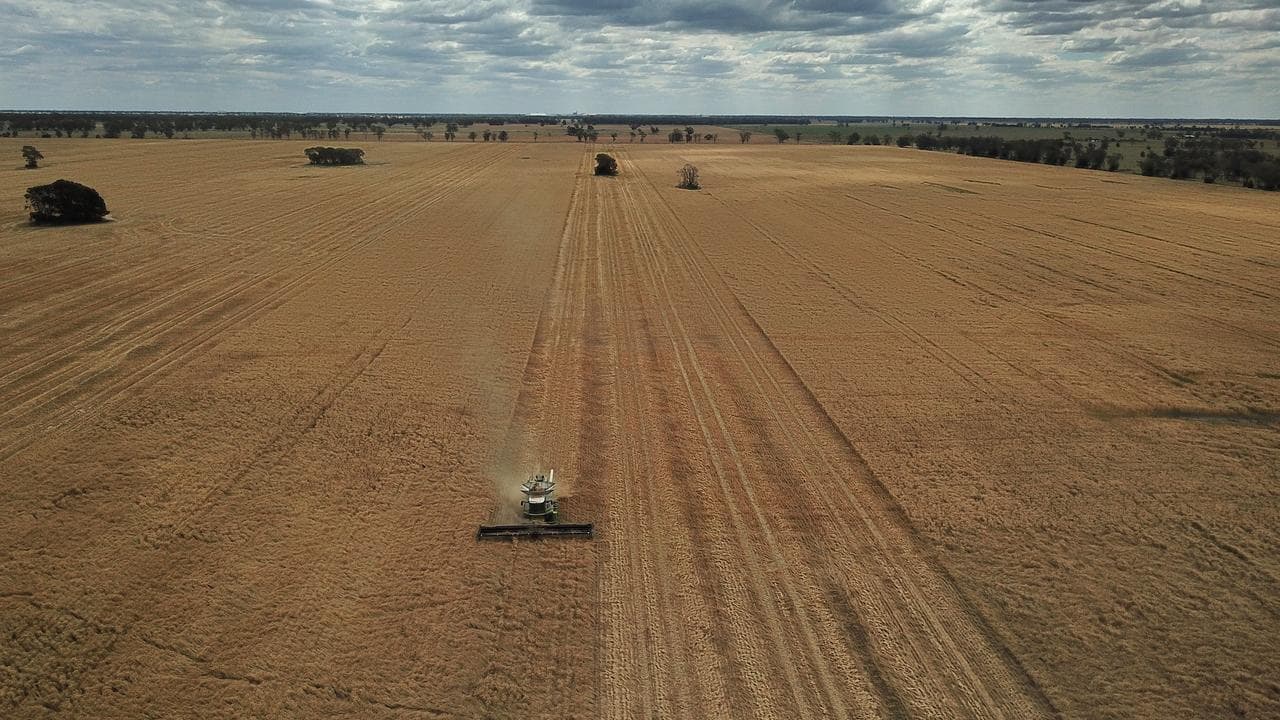 Wheat being harvested near Moreee, NSW.
