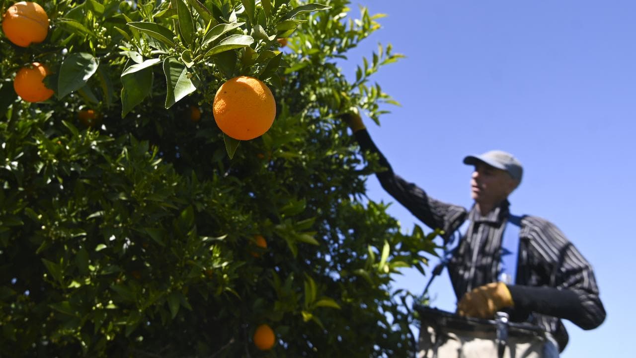 An orange harvest near Leeton, NSW.