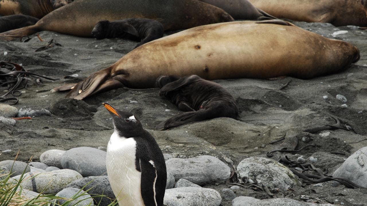 Macquarie Island elephant seals and penguins