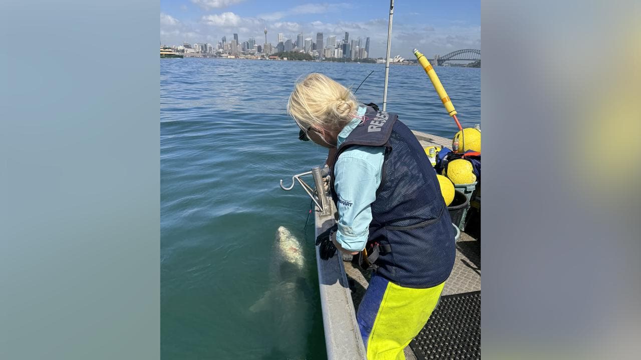 Shark being released