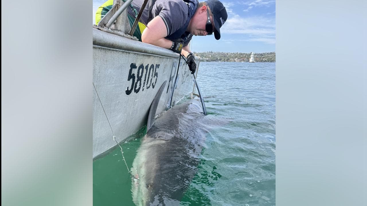 Shark being released