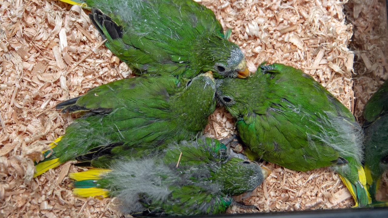 Orange-bellied parrot nestlings (file image)