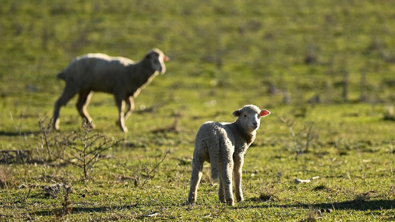 Sheep at paddock