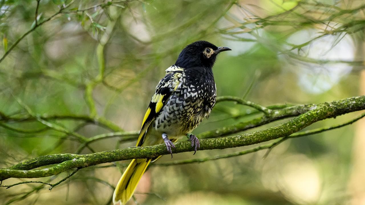 The endangered Regent Honeyeater