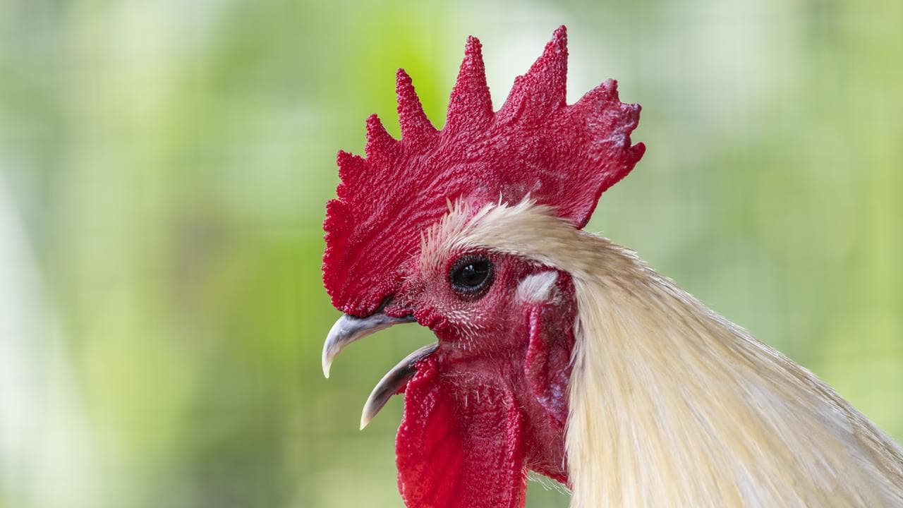 Stock image of a rooster on a poultry farm