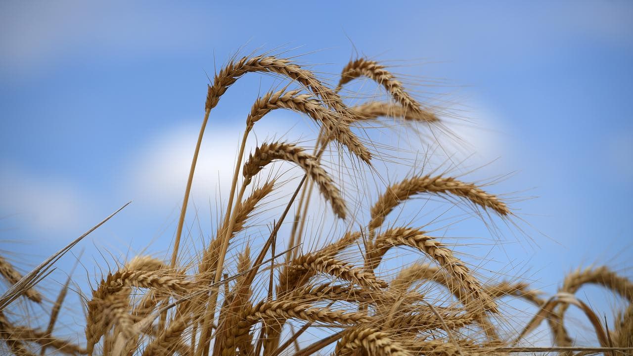Heads of wheat (file image)