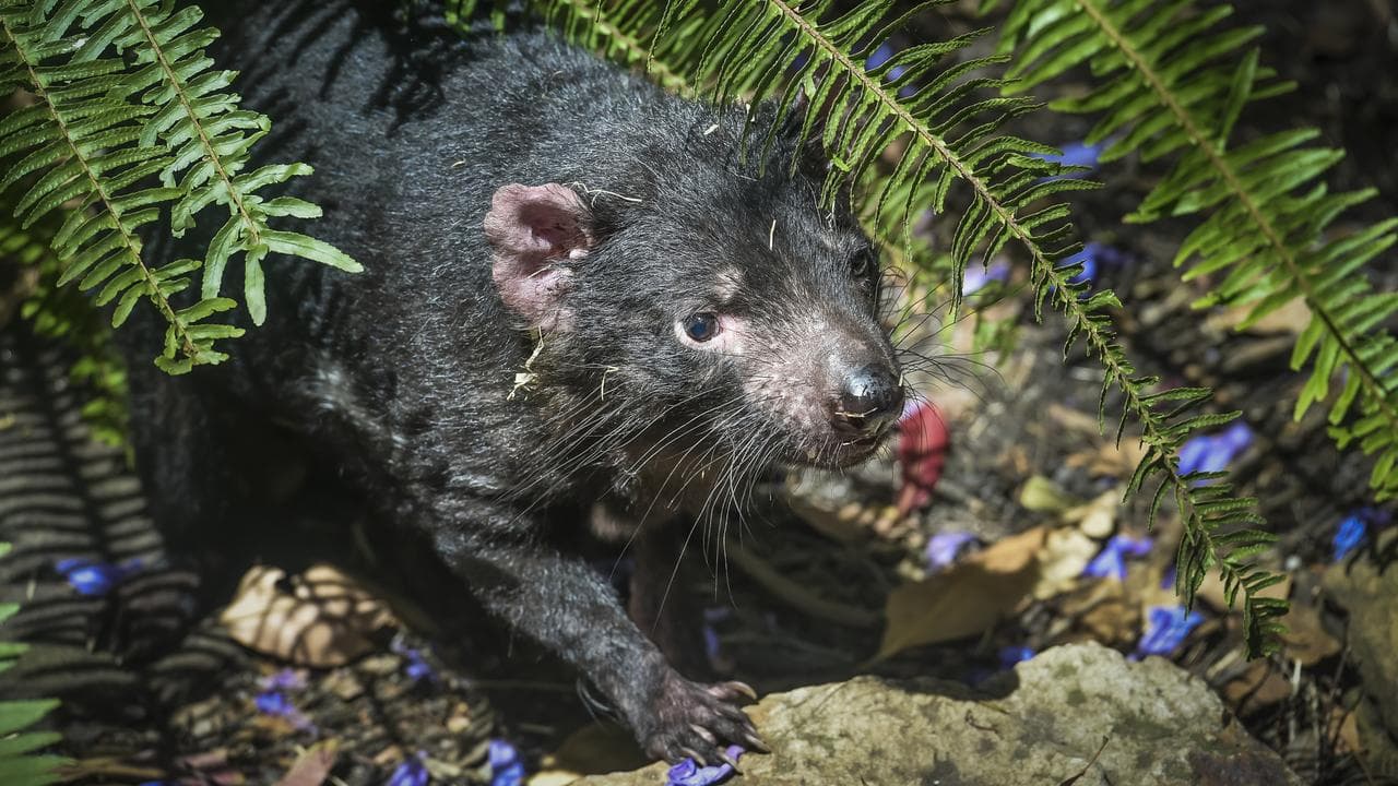 A Tasmanian devil (file image)