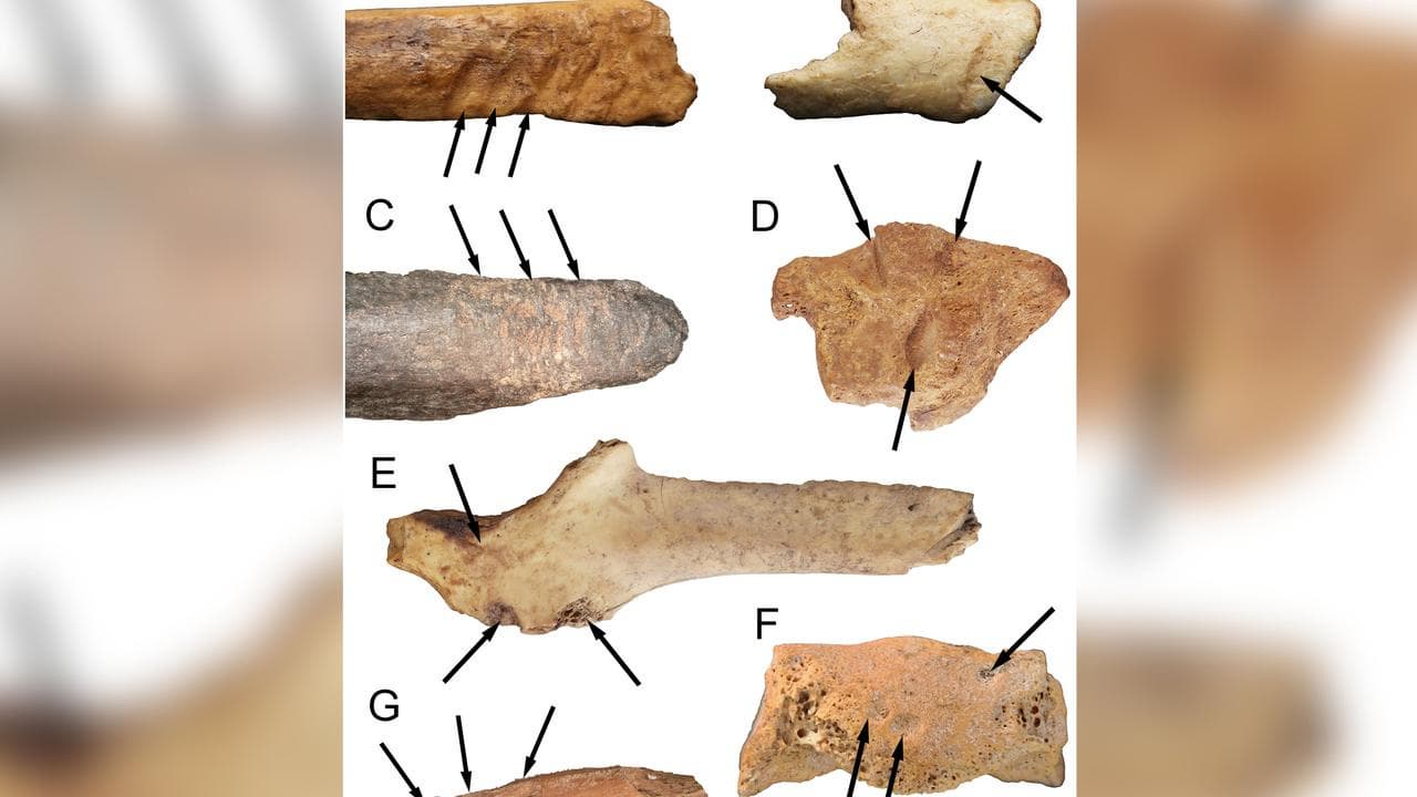 Bones found in Juukan Gorge
