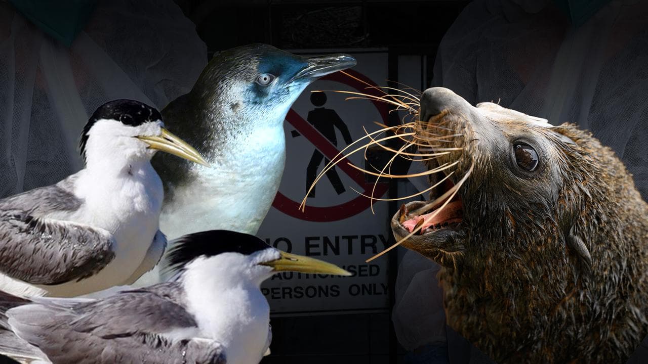 A bird flu composite