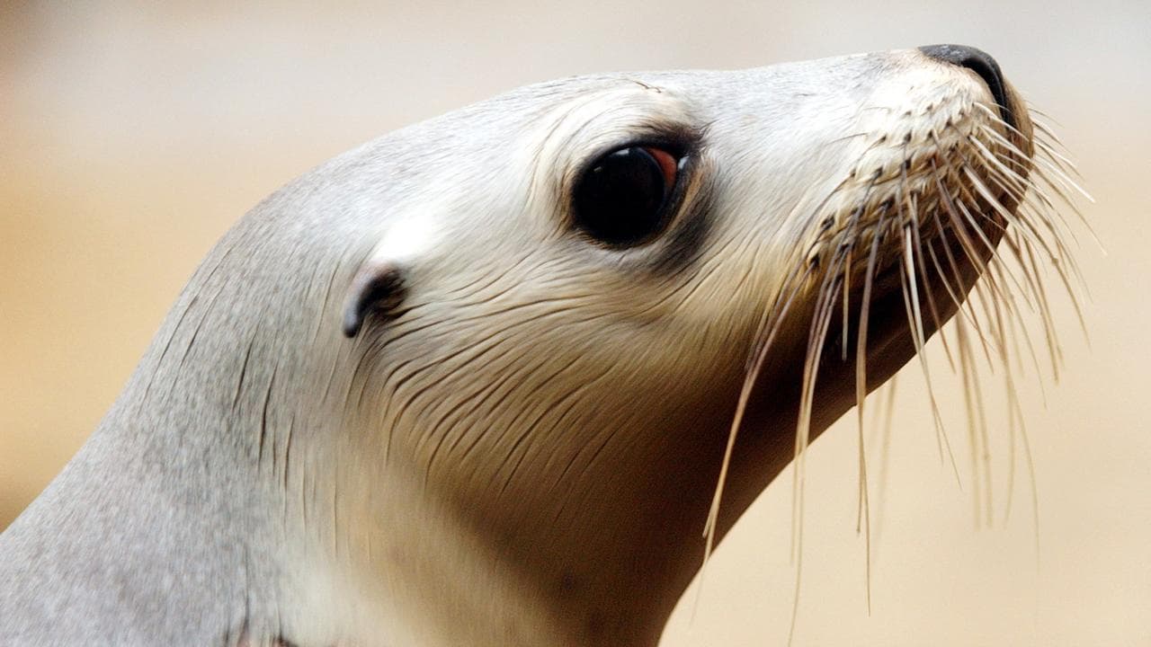 Miya, a rare Australian Sea Lion pup, at Taronga Zoo, Sydney