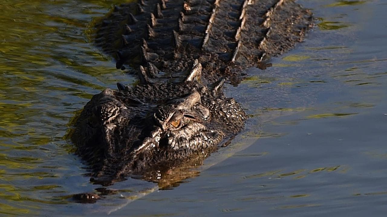 A crocodile