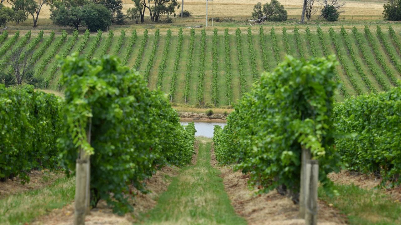 A vineyard (file image)