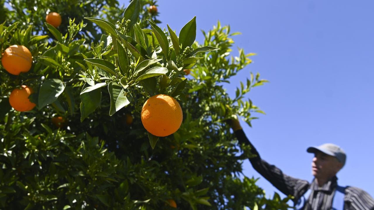Fruit picker Wayne Smith harvests oranges