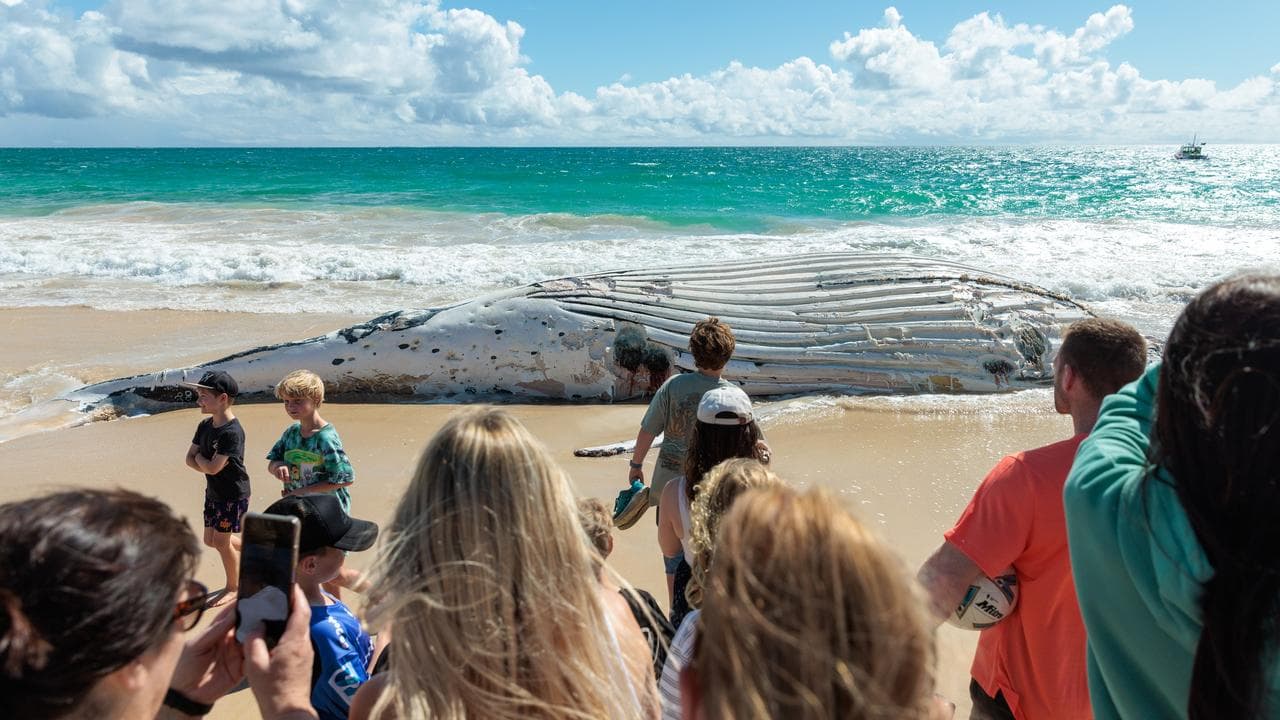 People look at a dead whale