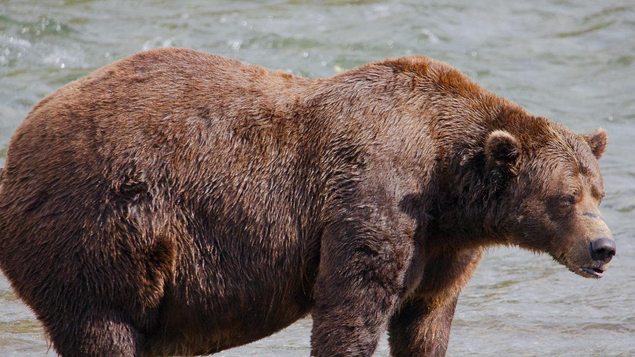 Alaska Fat Bear Week Chunk