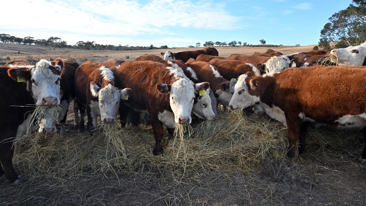 Cattle eating from a hay bale