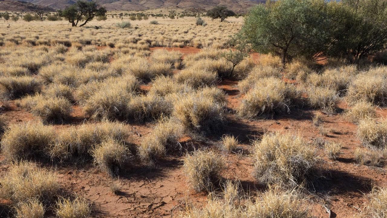 buffel grass in Central Australia