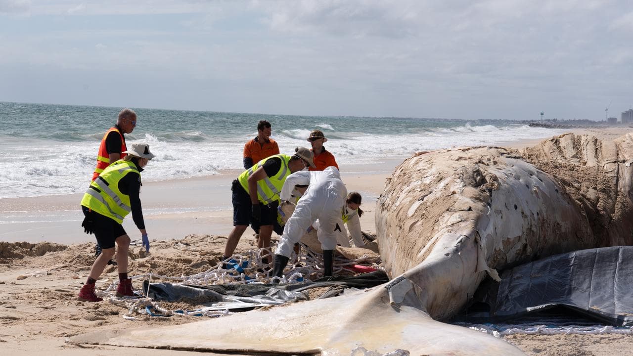 A dead whale