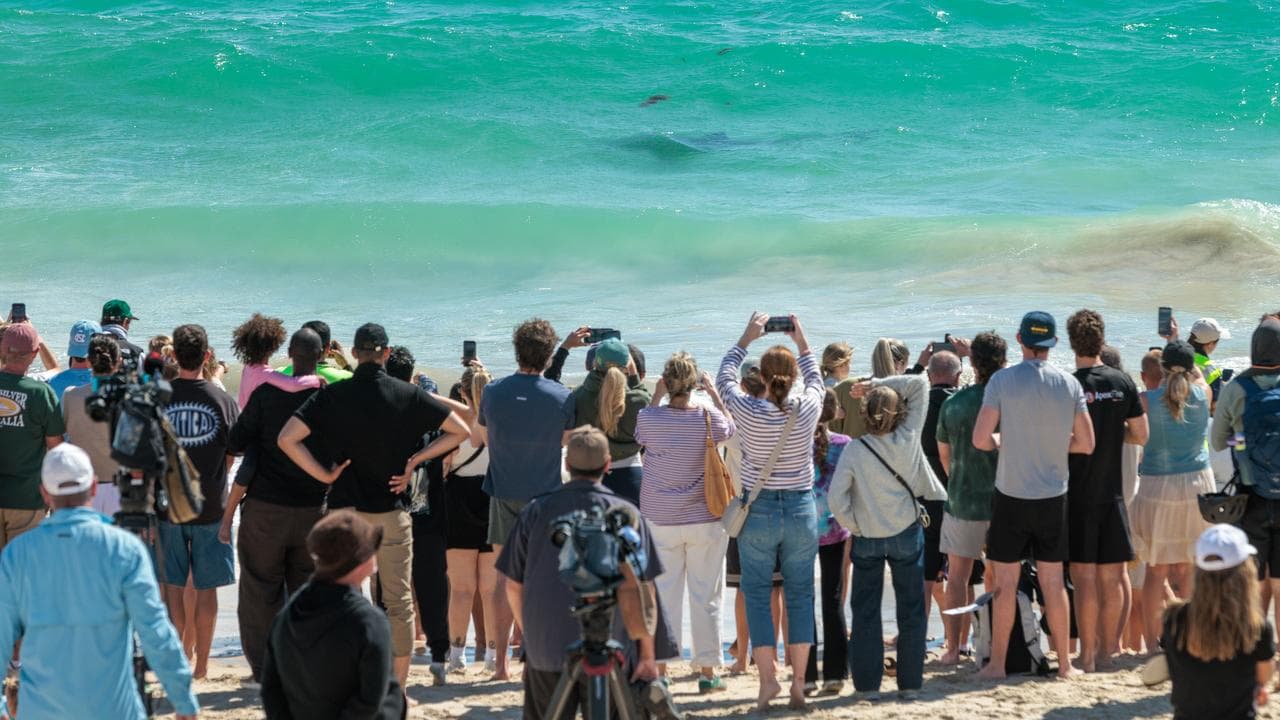 Sharks swimming near a beached whale on City Beach in Perth