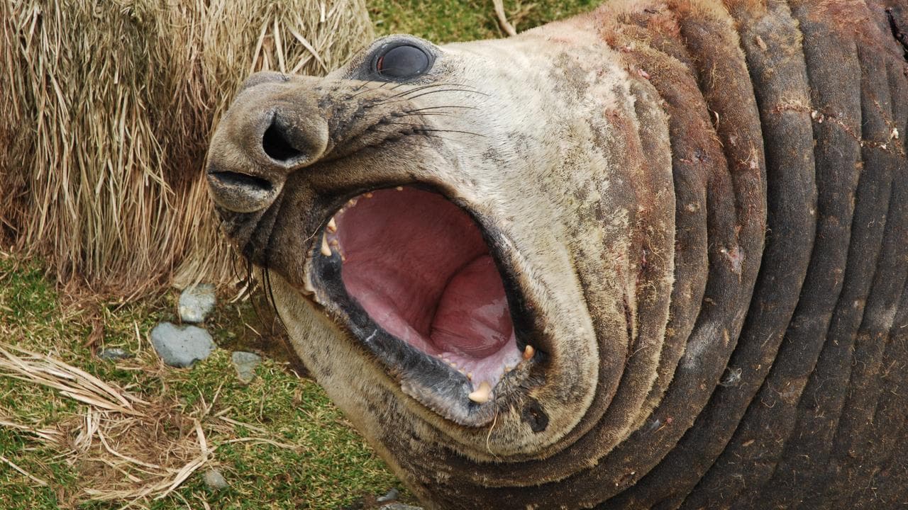 A young elephant seal bull