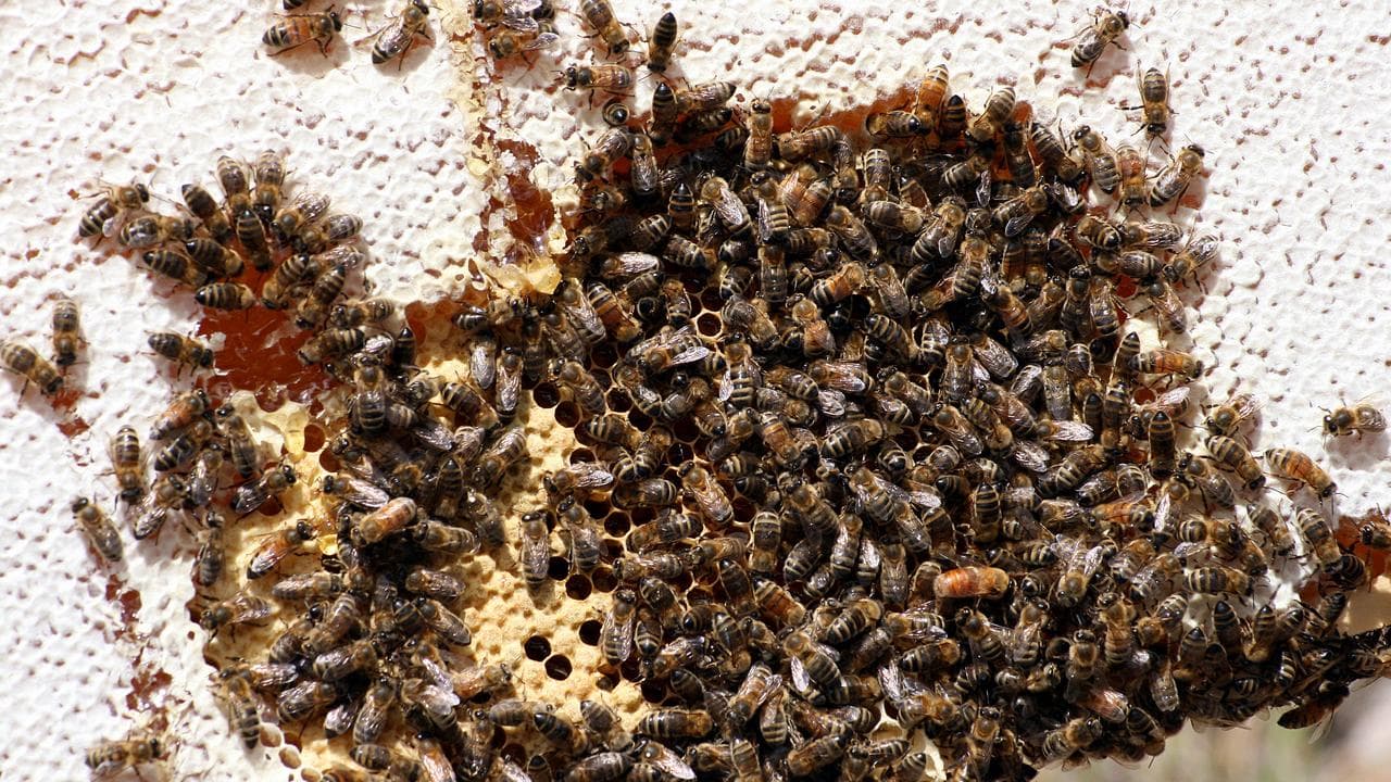 bee