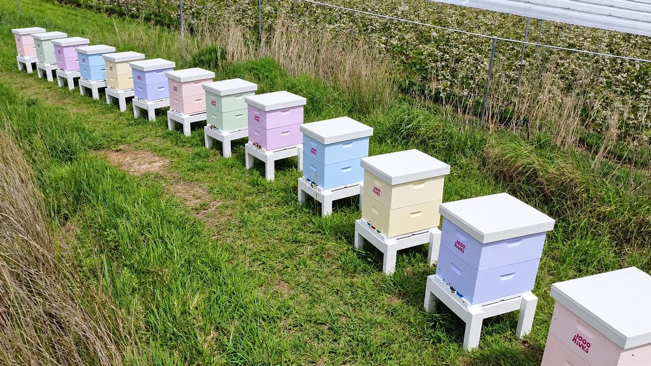 bees