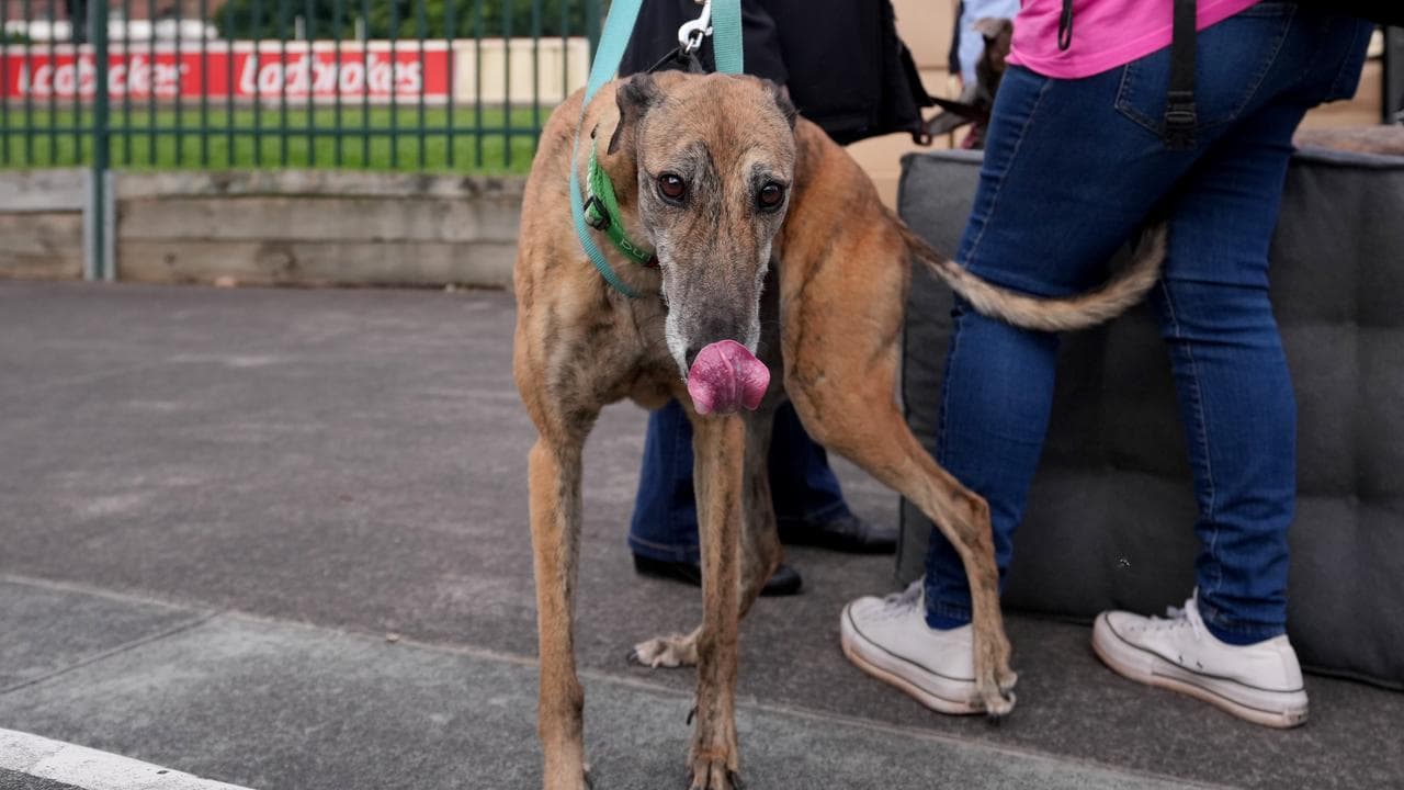 A greyhound