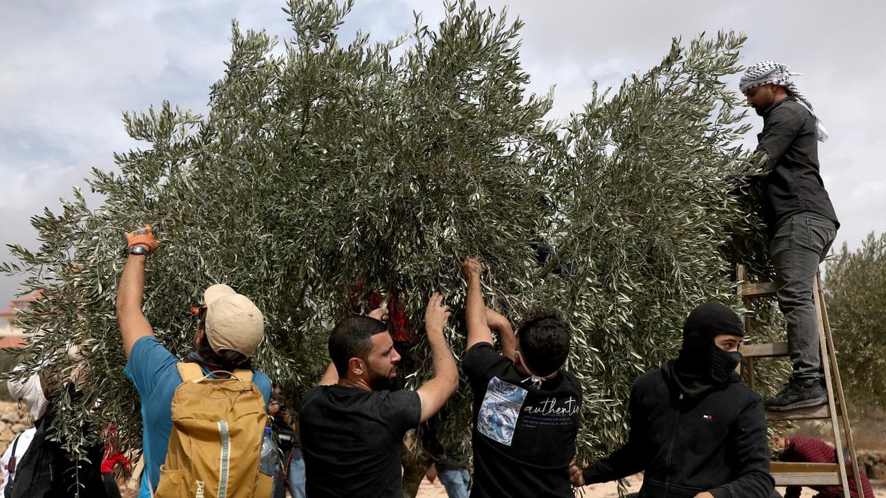 Olive trees