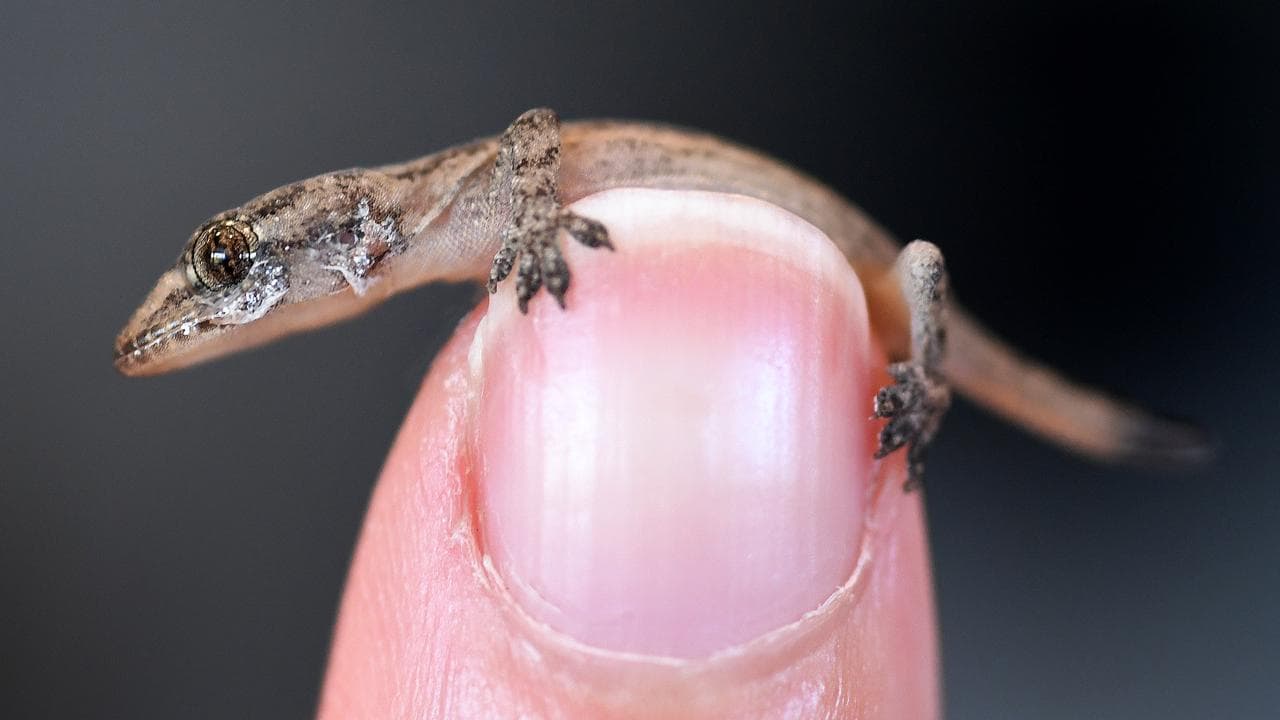 A baby gecko on a finger