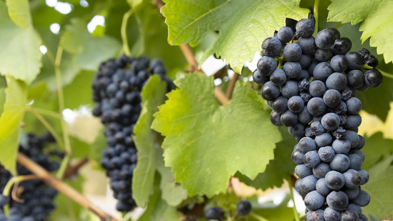 Grapes on the vine