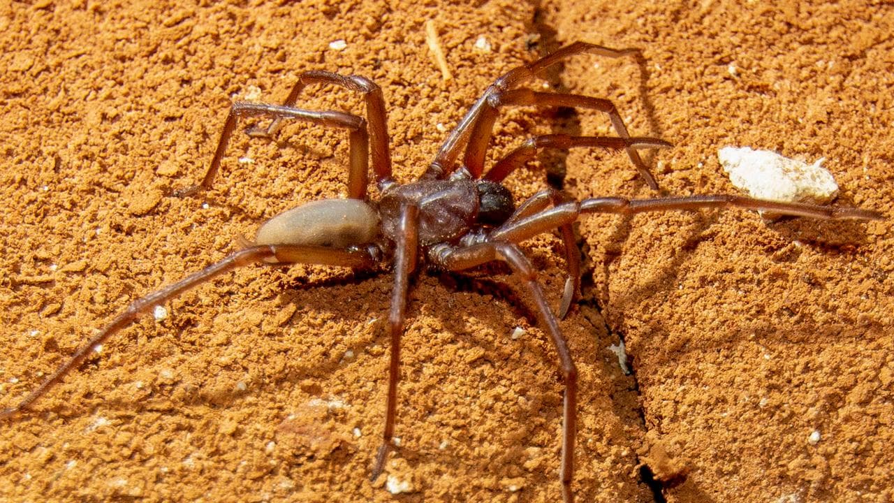 Nullarbor cave spider, South Australia