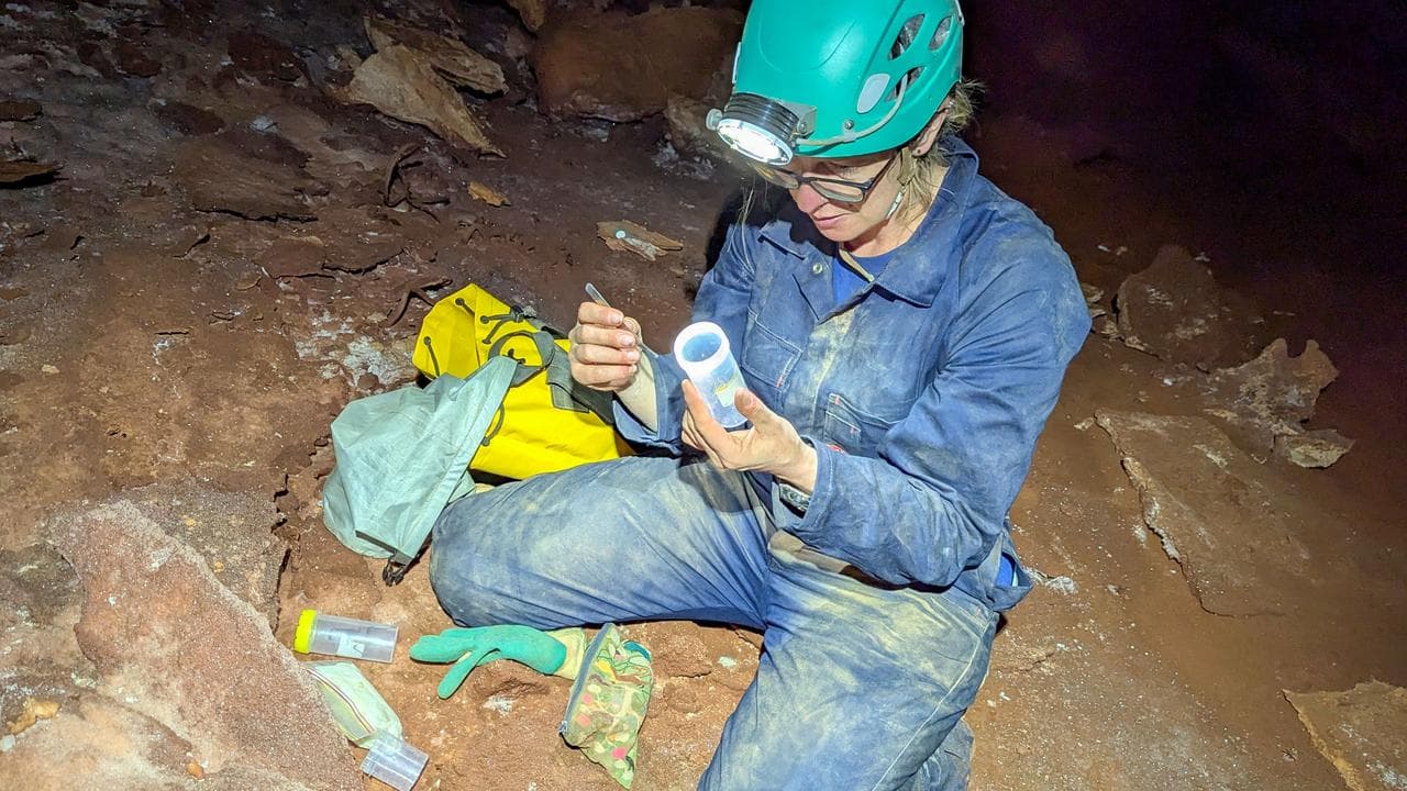 'Living dinosaur' relics found in ancient desert caves