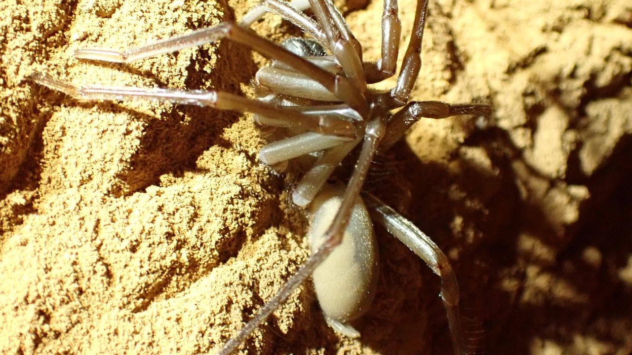 Nullarbor cave spider, South Australia