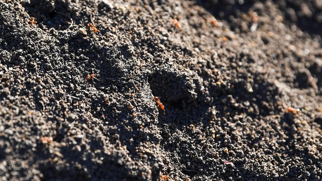 Fire ants