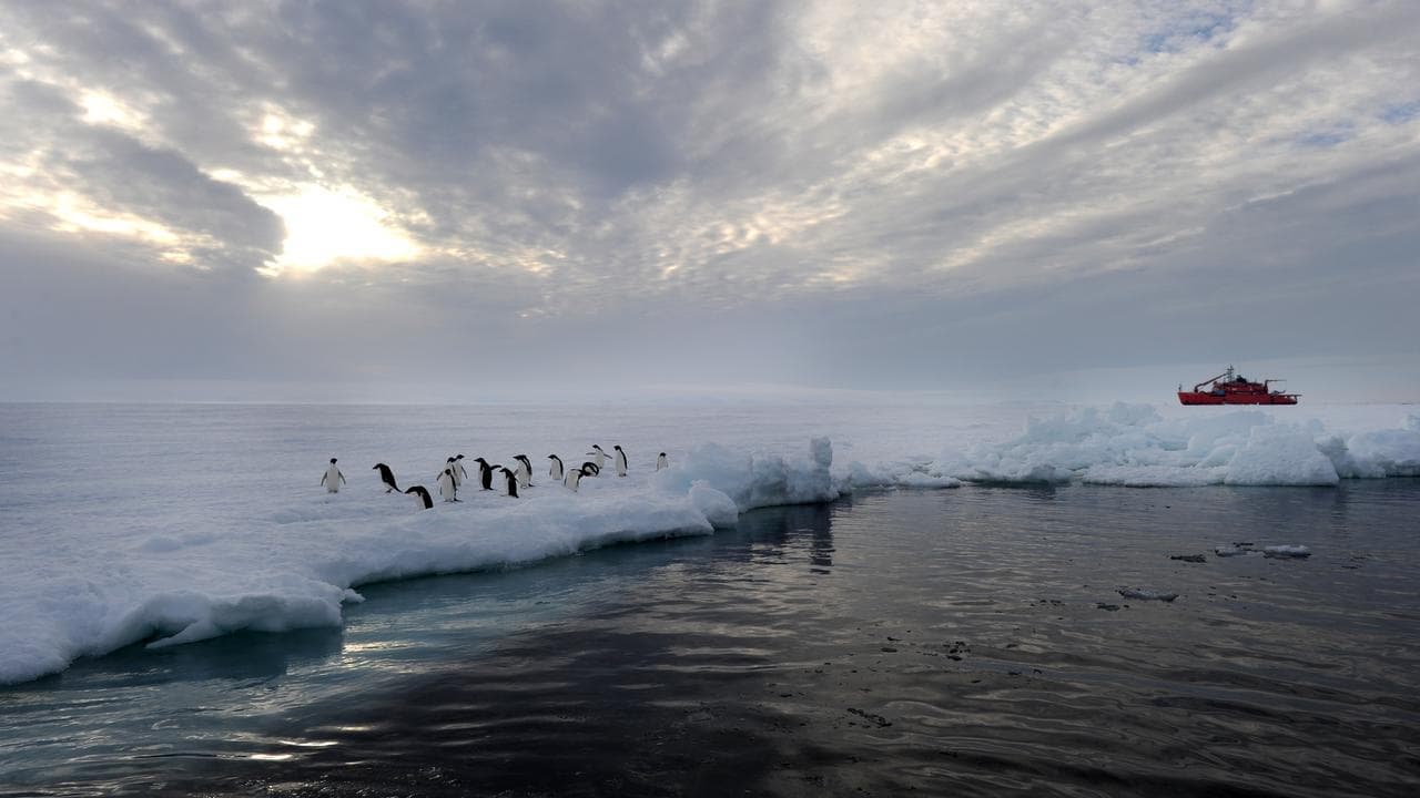 Adelie penguins on an ice shelf (file image)