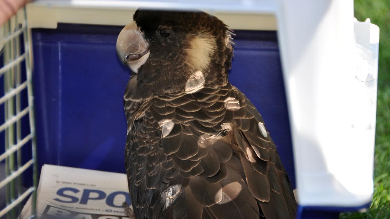 cockatoo