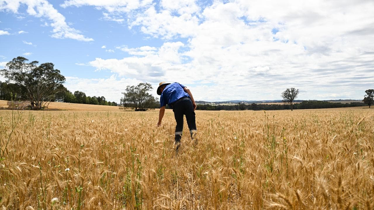 Crops in a wheat field