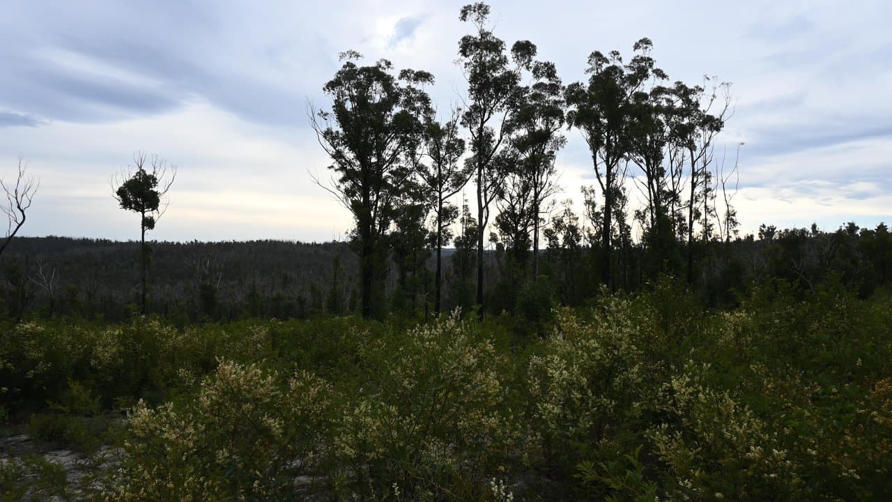 forests 