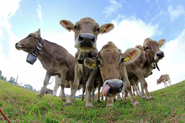 Mootral introduces new methane reduction technology, doubling efficacy using a well-known natural molecule