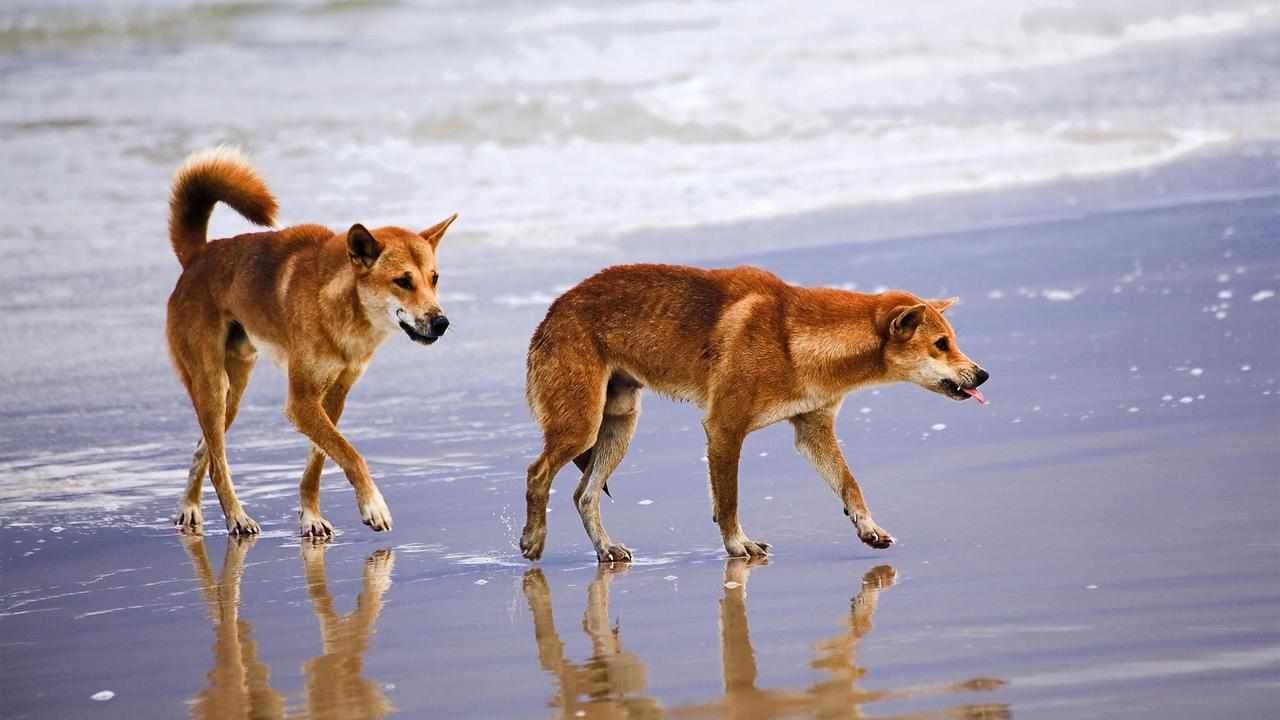 Girl bitten, boy chased by dingoes on K’gari