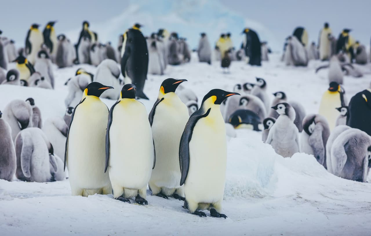 Snow Hill Success!--Quark Expeditions Goes Beyond in Antarctica