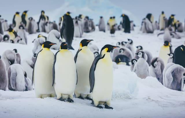 Snow Hill Success!--Quark Expeditions Goes Beyond in Antarctica