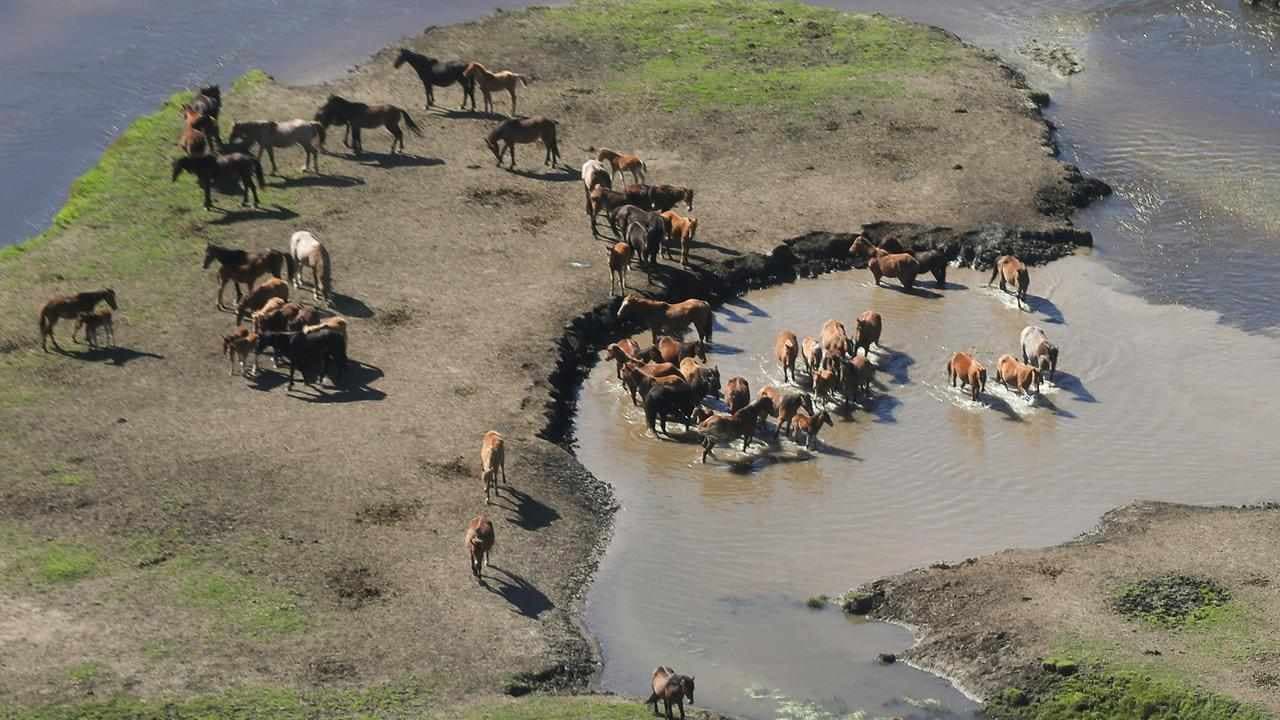 'Humane' repeat-shooting of brumbies during trial cull