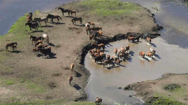 'Humane' repeat-shooting of brumbies during trial cull