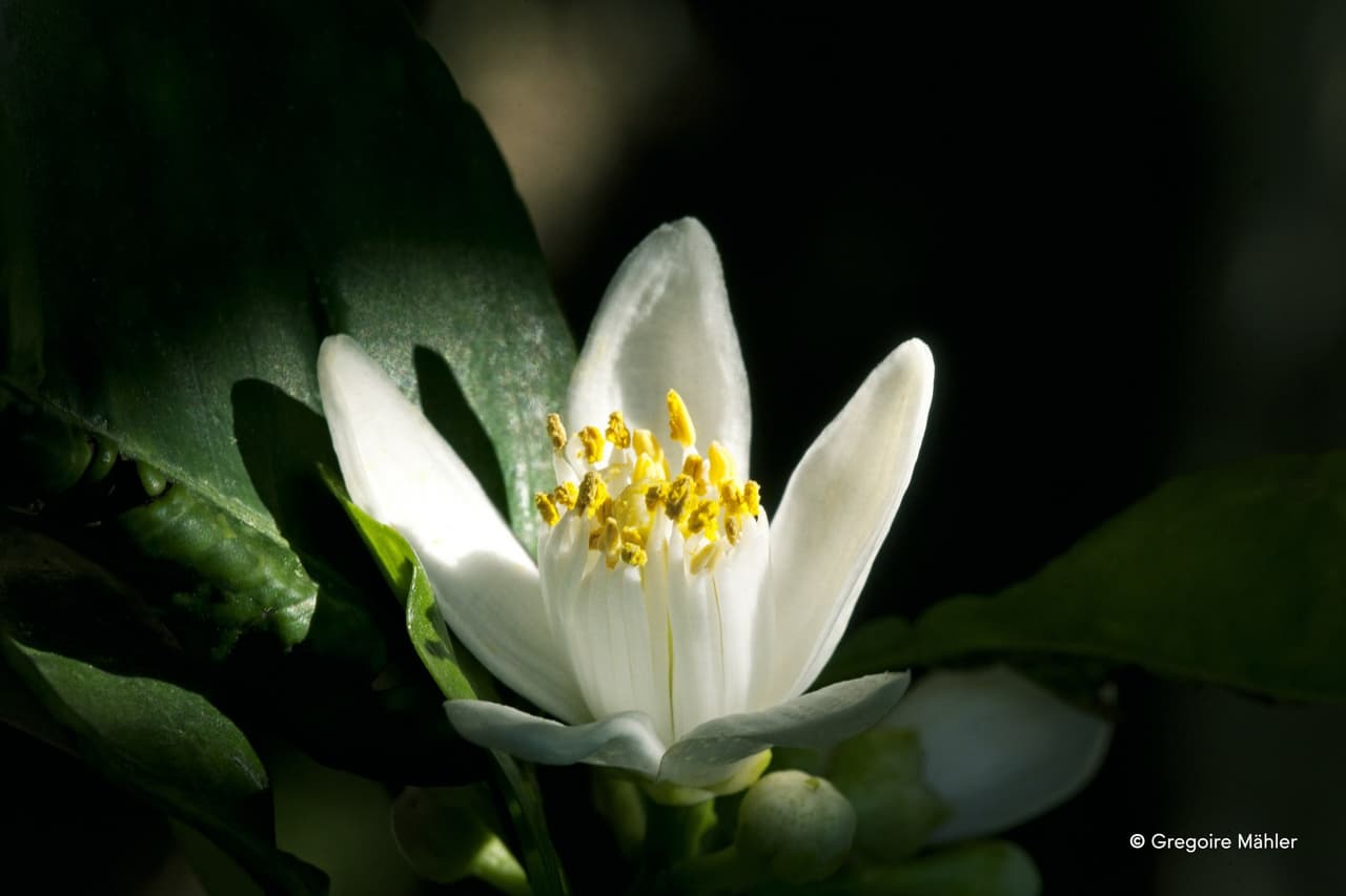 LMR Naturals by IFF Wins CosmetiqueMag Gold Award for Innovative Neroli Essential Extract