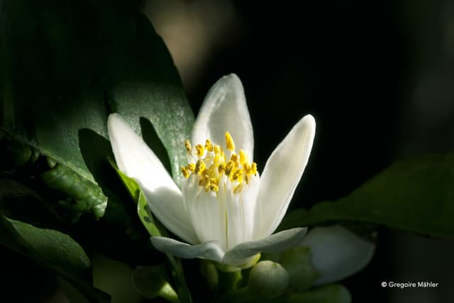 LMR Naturals by IFF Wins CosmetiqueMag Gold Award for Innovative Neroli Essential Extract