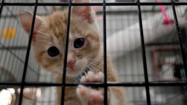 School student kitty litter claim lands in Qld