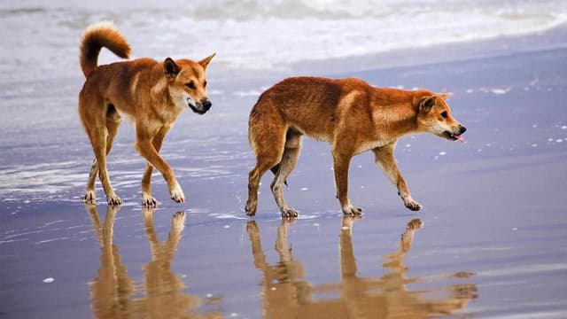 Child bitten in latest dingo attack at popular island