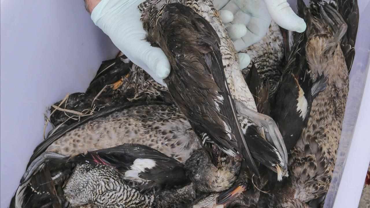 Call to close at least 30 wetlands to duck hunters