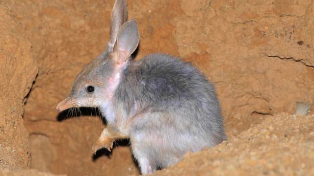 New plans to protect bilbies from extinction